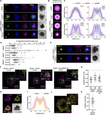 Single-Molecule, Super-Resolution, and Functional Analysis of G Protein-Coupled Receptor Behavior Within the T Cell Immunological Synapse